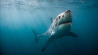 Nam thanh niên tử vong vì cá mập tấn công ở Australia