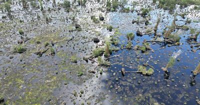 300 ha rừng tràm Vườn quốc gia U Minh Hạ suy kiệt nghiêm trọng