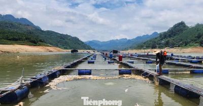 Nắng nóng kéo dài, cá tầm trên hồ thủy điện Bắc Hà chết la liệt