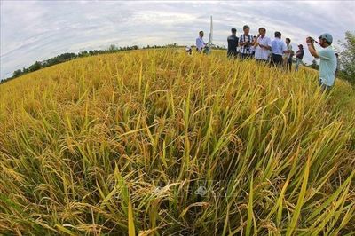 Dấu ấn của nông nghiệp, nông dân, nông thôn Việt Nam sau 40 năm đổi mới
