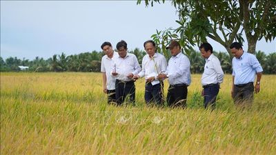Từ 'lão nông tri điền' đến những nông dân chuyên nghiệp