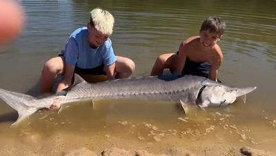 2 cậu bé câu được con cá tầm khổng lồ nặng 100kg, dài 2,2 mét