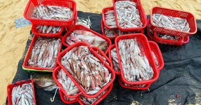Thức trắng đêm săn 'lộc biển', ngư dân thu tiền triệu mỗi chuyến