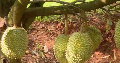 'Thủ phủ sầu riêng' mới rộng lớn bậc nhất Đông Nam Bộ vào vụ thu hoạch