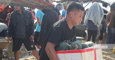 Dưa hấu Thác Bà được giá, thương lái tranh thủ thu mua từ rạng đông