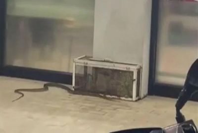Rắn bất ngờ bò vào siêu thị, lao thẳng về phía khách hàng khiến nhiều người hoảng loạn