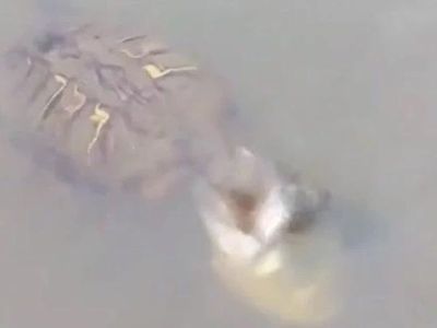 Đang ung dung ăn mồi, rùa suýt trả giá đắt khi bị 'quái ngư' bất ngờ tập kích