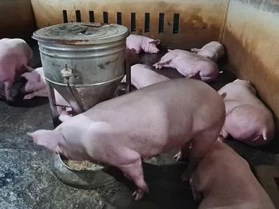 Giá heo hơi ngày 7/6: Xu hướng giảm tiếp tục diễn ra trên phạm vi cả nước