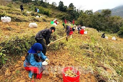 Đảng viên mở lối chuyển đổi sinh kế trên miền đá Lũng Cú