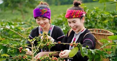 Khe Sanh, cà phê Arabica và miền đất quả vàng