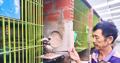 Gia Lai: Mở hướng làm giàu từ nuôi cầy vòi hương