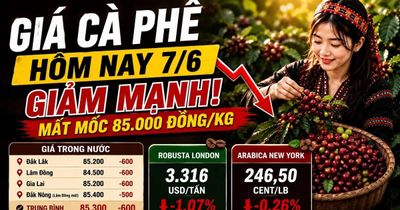 Giá cà phê hôm nay 7/6: Tây Nguyên mất thêm 600 đồng/kg