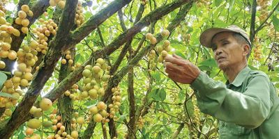 Lão nông làm du lịch từ vườn dâu tiên