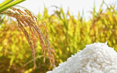 Ngày 7/6: Giá lúa gạo tại Đồng bằng sông Cửu Long ít biến động, giao dịch chậm