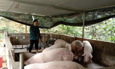 Chị Mông Thị Ngân vượt khó làm kinh tế giỏi