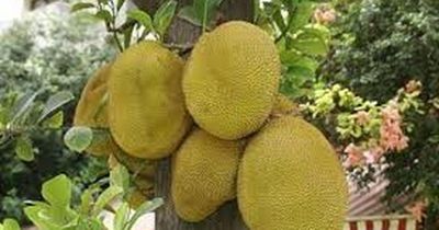 Đừng chỉ nhìn quả to hay vàng đẹp: Người bán trái cây tiết lộ bí quyết chọn mít chín cây, nhiều múi, ngọt đậm