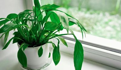 Muốn phòng tắm luôn khô thoáng mà không cần máy hút ẩm: Đặt ngay 5 loại cây xanh này