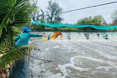 Mùa nắng nóng: Quản lý bùn đáy ao nuôi tôm để hạn chế khí độc và dịch bệnh