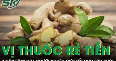 Vị thuốc rẻ tiền được ví như 'nhân sâm' của người nghèo cực tốt cho sức khỏe