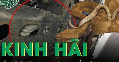 Người đàn ông bị rắn ngũ bộ cuộn trong xe điện lao ra cắn chảy máu bàn tay