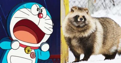 Không phải chồn, đây mới là loài vật mà mèo máy Doraemon hay bị lầm tưởng