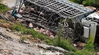 Xe tải chở gia súc mất lái trên cao tốc, thiệt hại hơn nửa tỷ đồng
