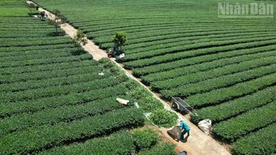 Rà soát toàn diện đất đai tại Vinatea Mộc Châu sau phản ánh của Báo Nhân Dân