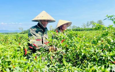 Nông dân trồng ớt lúng túng tìm lối ra