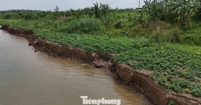 Viện kiểm sát vào cuộc vụ hút cát gây sạt lở đất trồng hoa màu ở Hưng Yên