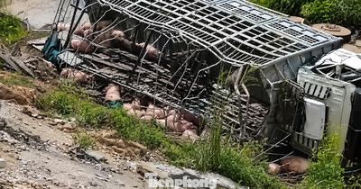 Xe tải chở gia súc mất lái trên cao tốc qua Huế, thiệt hại nửa tỉ đồng