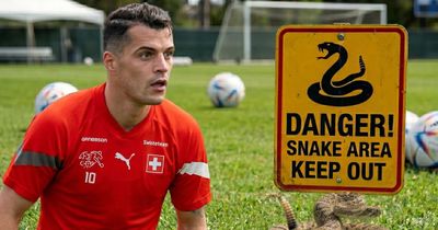 Hy hữu World Cup 2026: Tuyển Thụy Sĩ nhận cảnh báo nóng vì... rắn độc