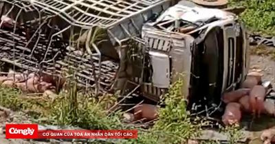Xe tải chở 100 con heo lao vào taluy trên cao tốc
