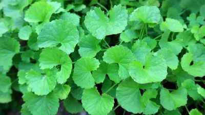 Rau má – thức uống thanh nhiệt, giải độc ... lý tưởng cho mùa Hè