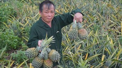 Thanh Hóa: Dứa chín đỏ đồi, giá giảm sâu
