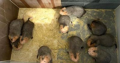 Cặp vợ chồng ở Nghệ An về quê nuôi con 'ngủ ngày cày đêm' lãi hàng trăm triệu đồng