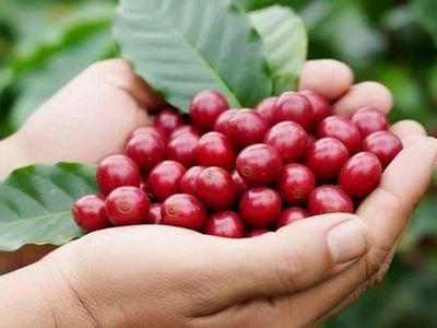 Giá nông sản ngày 8/6: Cà phê, hồ tiêu tiếp tục giảm sâu