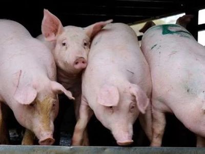 Giá heo hơi ngày 8/6: Khu vực phía Nam tiếp tục xu hướng đi xuống