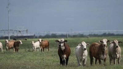 Canada bất ngờ cấm nhập gia súc từ Texas vì ký sinh trùng 'ăn thịt sống'
