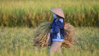 Cửa nào cho ngành gạo Việt 2026