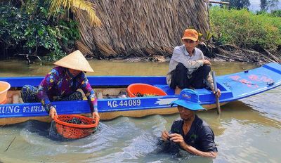 'Lộc trời' từ ốc đinh