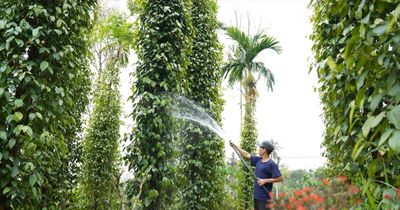 Cơ hội mới cho tiêu Tiên Phước