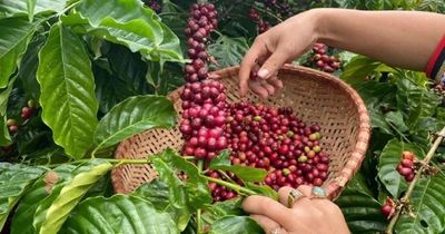 Giá cà phê hôm nay 8/6/2026 mới nhất: Thế giới giảm vì nguồn cung tăng, trong nước lùi nhẹ