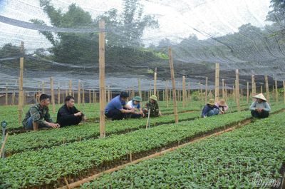 Siết chặt quản lý chất lượng giống cây trồng trước mùa vụ