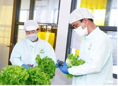 Lấy ý kiến về xây dựng vùng sản xuất rau an toàn