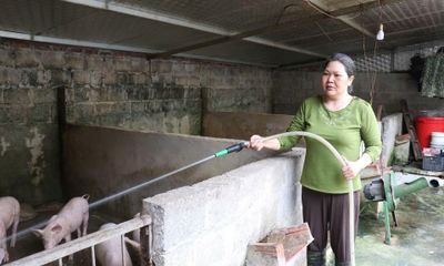 Chống nóng cho vật nuôi