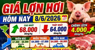 Giá lợn hơi hôm nay 8/6: Chênh lệch 4.000 đồng/kg giữa các vùng