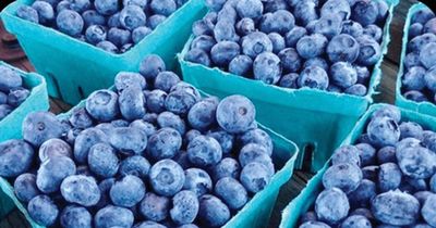 Mỹ Latinh thống lĩnh thị trường việt quất toàn cầu nhờ chiến lược từ Peru, Mexico và Chile