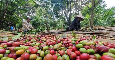 Giá cà phê hôm nay 8/6/2026: Nguồn cung Brazil đè nặng, thị trường quay đầu giảm nhẹ