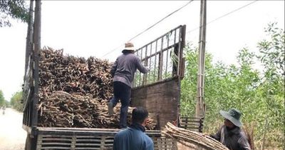 Nông dân phía Ðông Nam tỉnh trúng mì