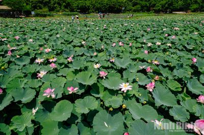 Sen Hang Múa đầu mùa hút khách du lịch